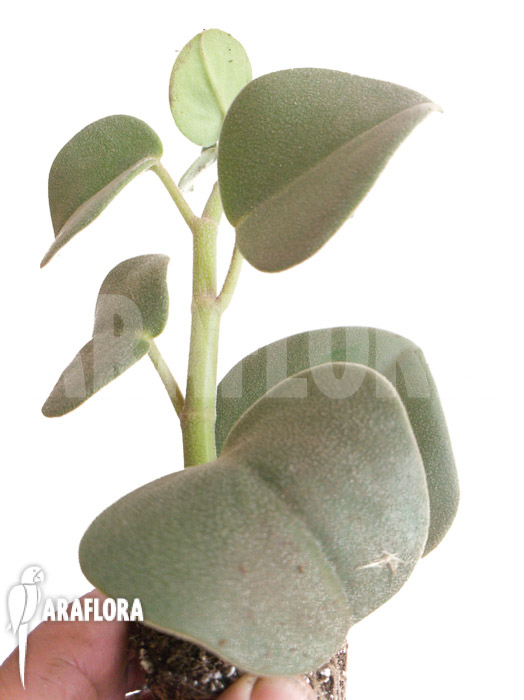 Peperomia hovaria ‚Starter‘