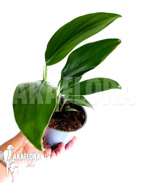 Philodendron ‚Kylin tail‘