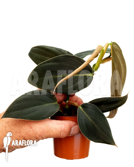 Philodendron gigas ’starter‘