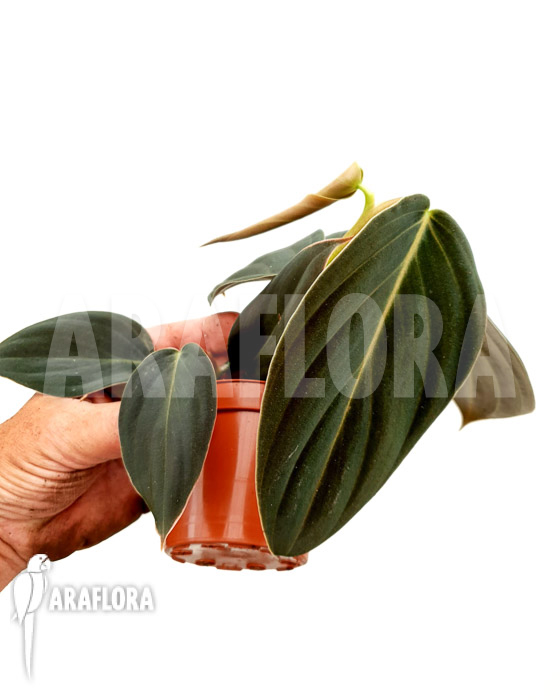 Philodendron gigas ’starter‘