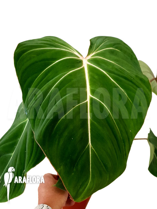 Philodendron gloriosum
