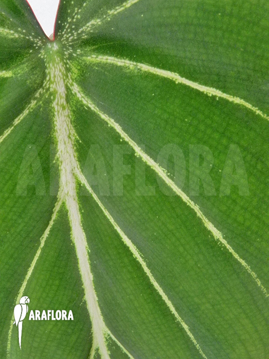 Philodendron gloriosum ’starter‘