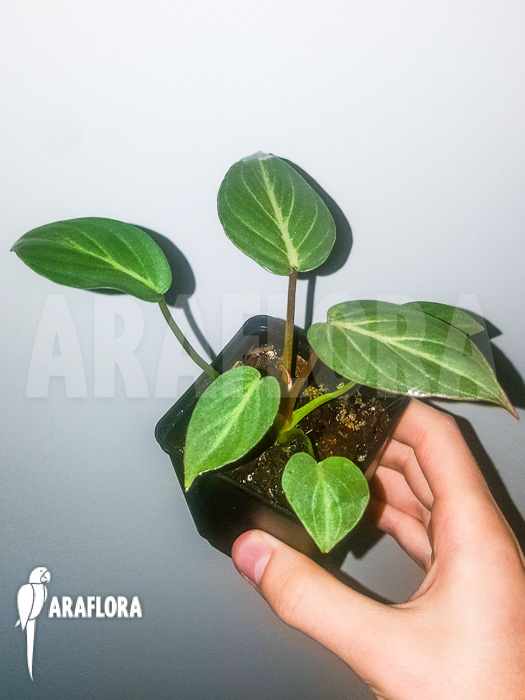Philodendron gloriosum ’starter‘