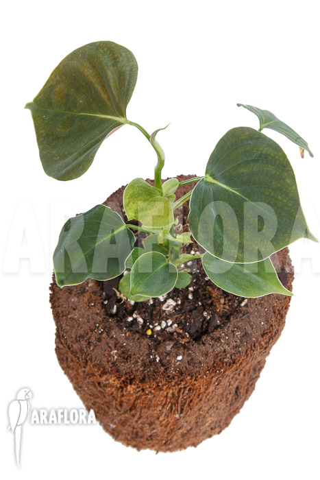 Philodendron lupinum