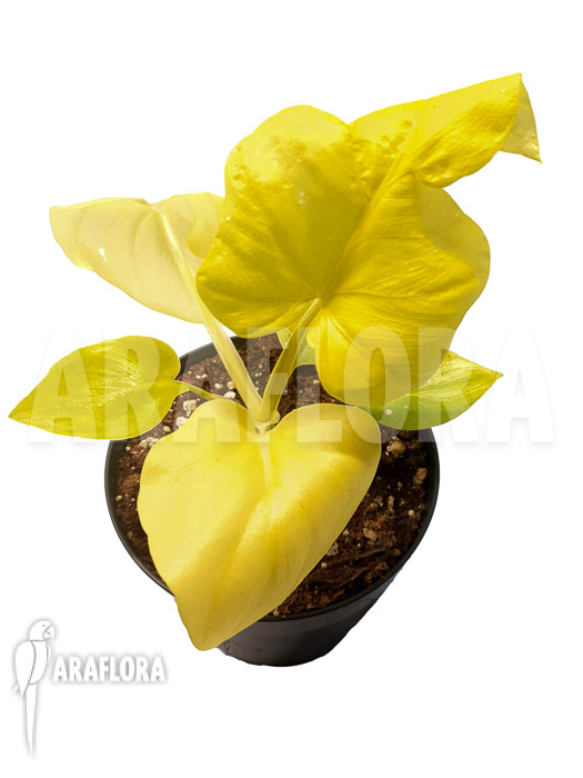 Philodendron selloum yellow ’starter‘