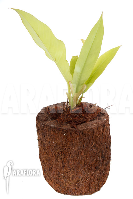 Philodendron x ‚Golden Saw‘