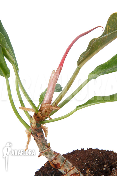 Philodendron x ‚caramel marble pink‘