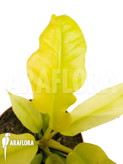 Philodendron ‚Yellow saw‘