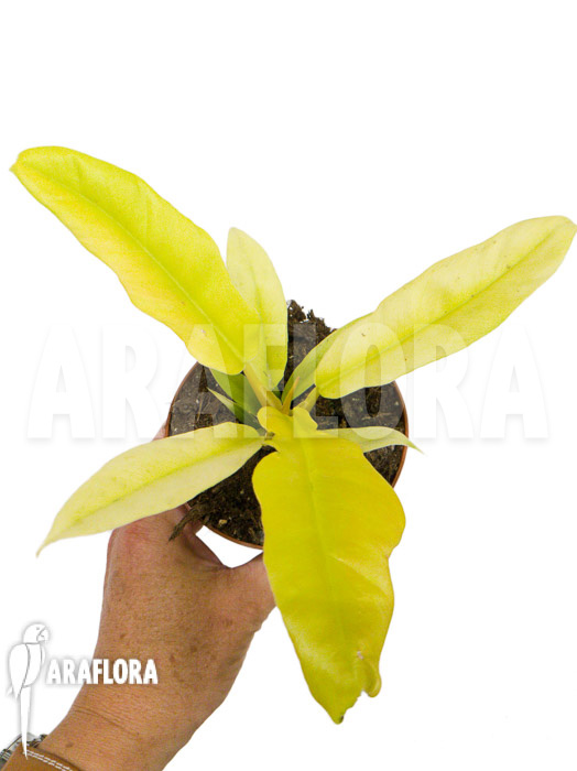 Philodendron ‚Yellow saw‘