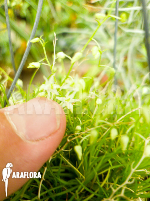 Phymatidium-tillandsioides-6