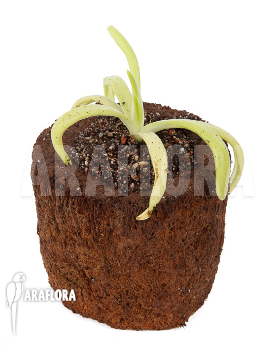 Pinguicula gigantea x moctezumae