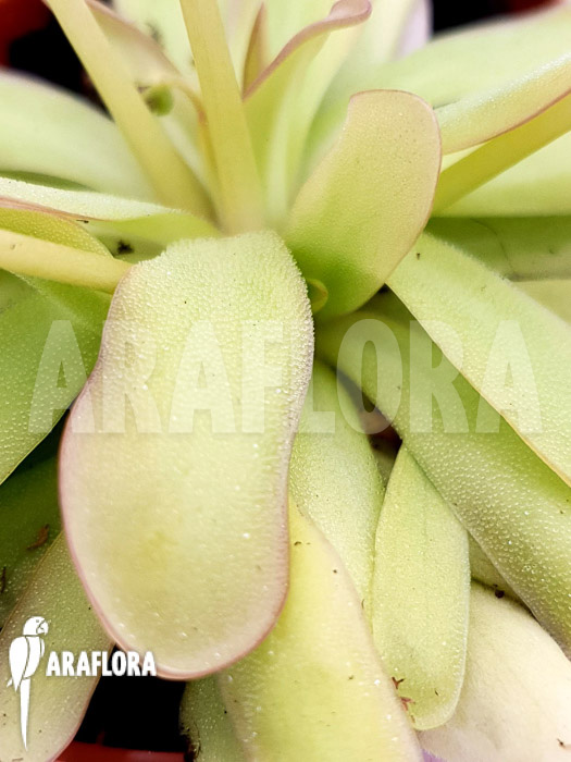 Pinguicula x ‚Anna‘