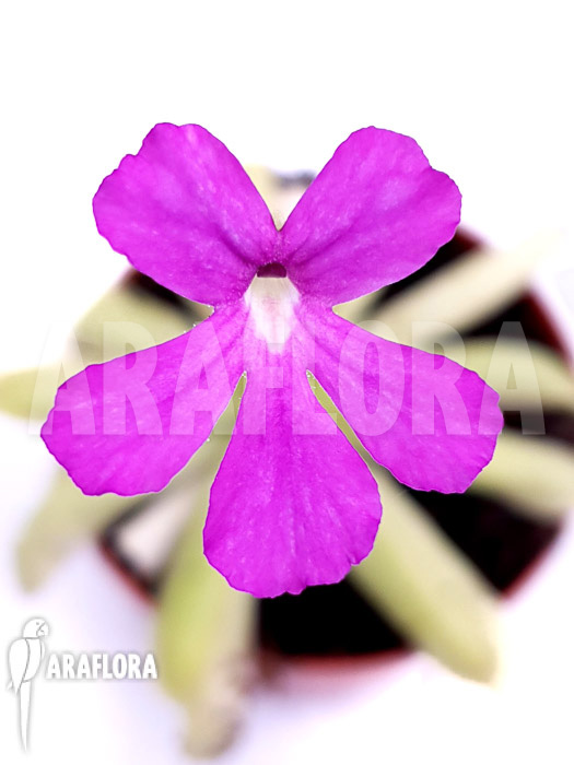 Pinguicula x ‚Anna‘