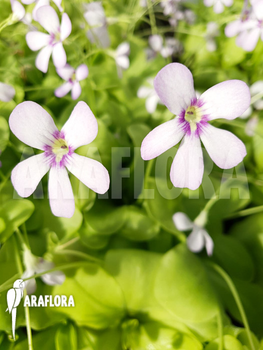 Pinguicula x ‚Tina‘
