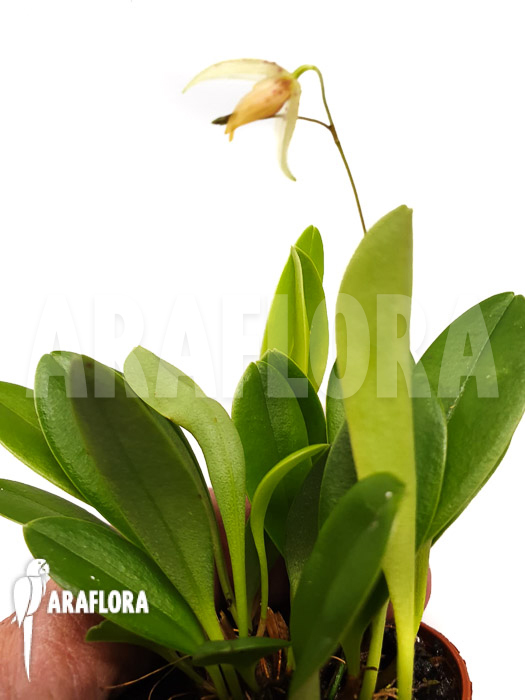 Pleurothallis janettiae