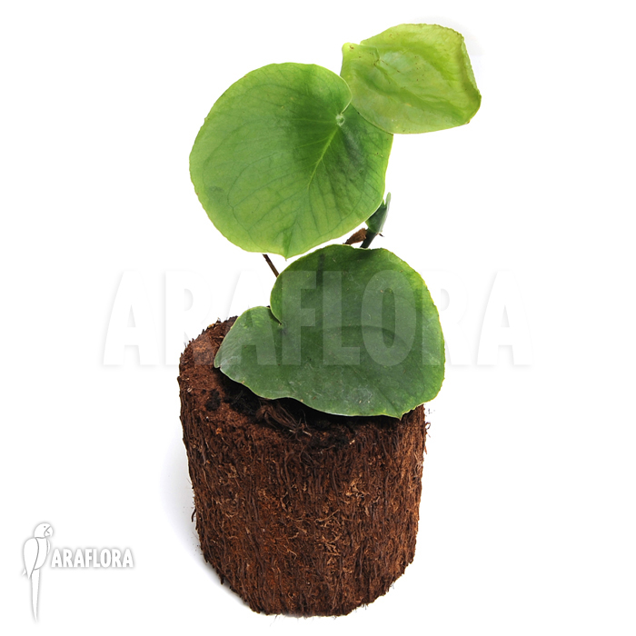 Rhaphidophora celatocaulis ‚Large species‘