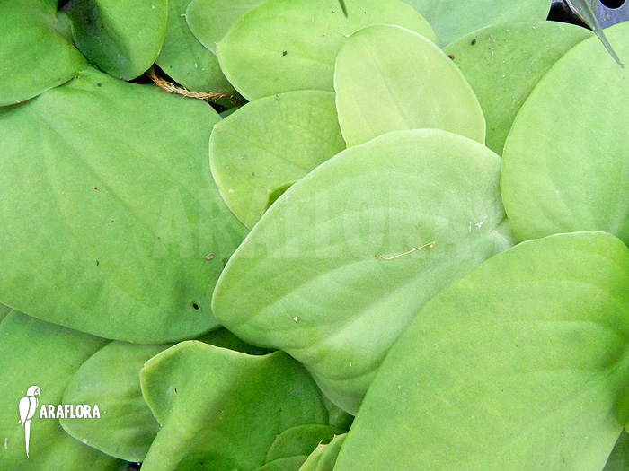 Rhaphidophora celatocaulis ‚Large species‘