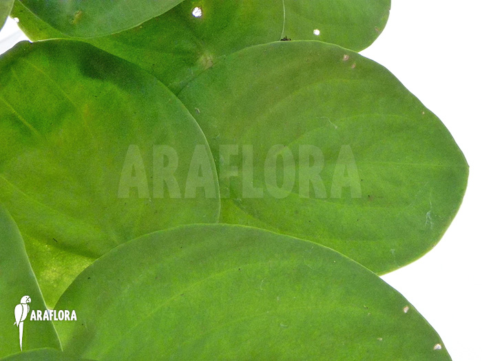 Rhaphidophora celatocaulis ‚Large species‘