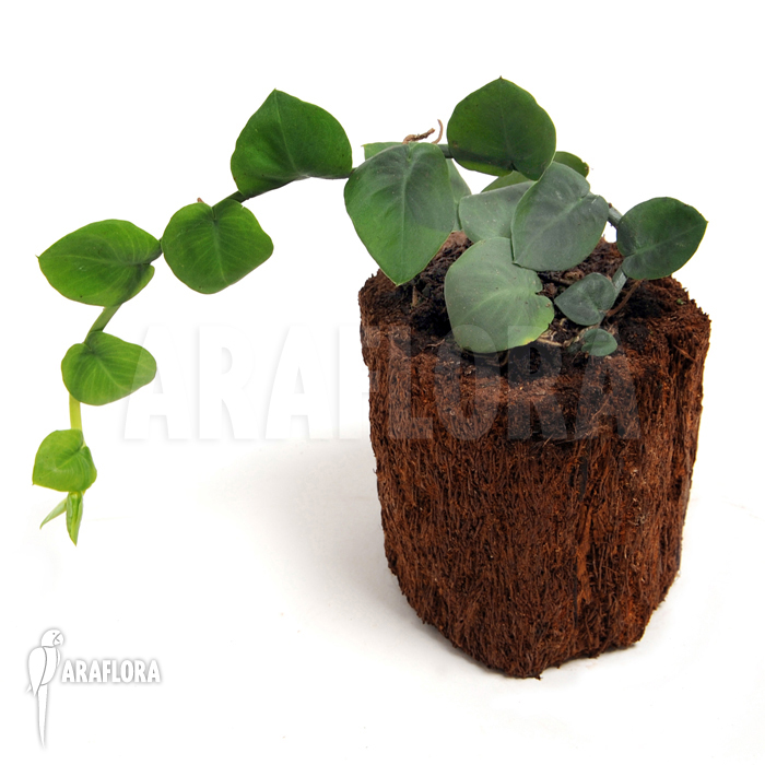 Rhaphidophora celatocaulis ‚Small species‘