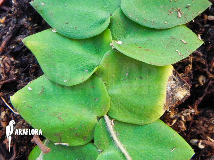 Rhaphidophora celatocaulis ‚Small species‘