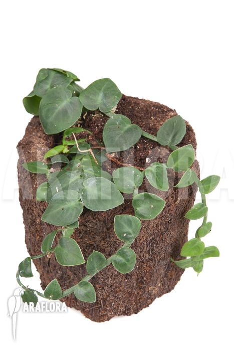 Rhaphidophora celatocaulis ‚Small species‘ ‚L‘