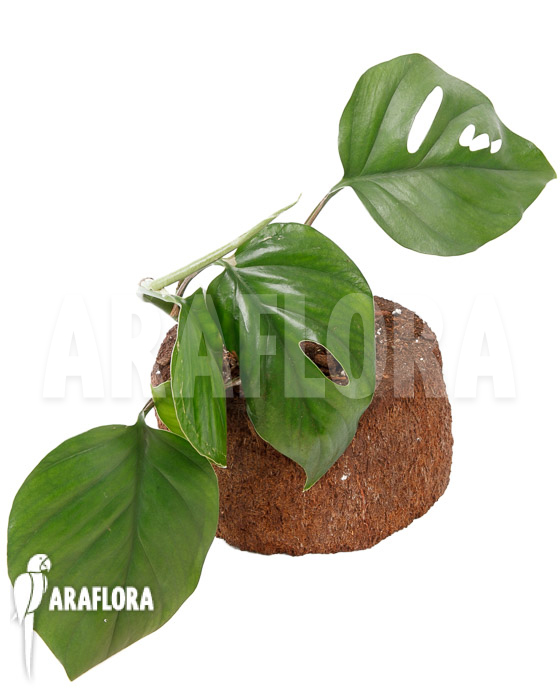 Rhaphidophora pertusa