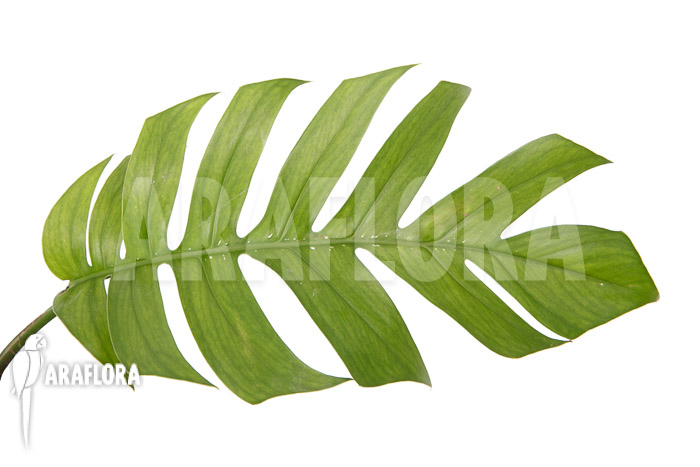 Rhaphidophora pinnata XL