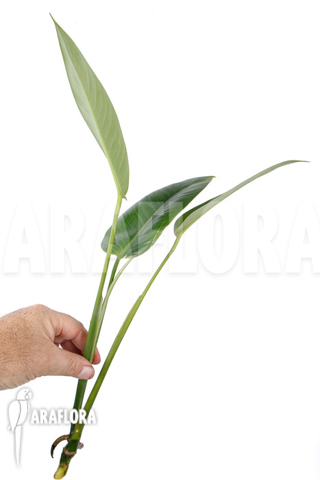 Rhodospatha latifolia ‚rooted cutting‘