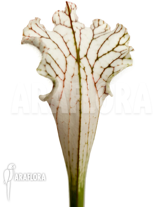 Sarracenia leucophylla ‚Red Line‘