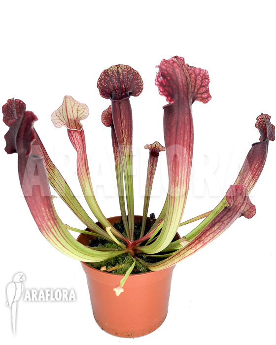 Sarracenia x Thomas ‚S‘