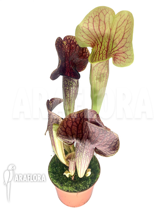 Sarracenia x Thomas ‚S‘