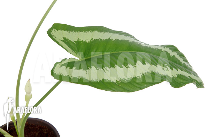 Schismatoglottis wallichii (long leaf) starter