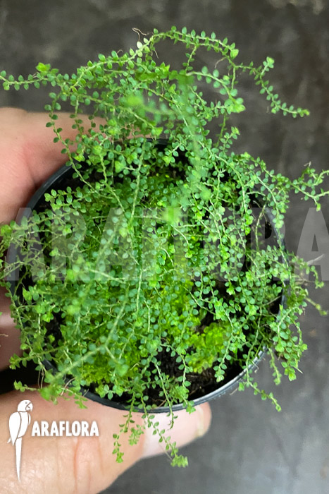 Selaginella rotundifolia