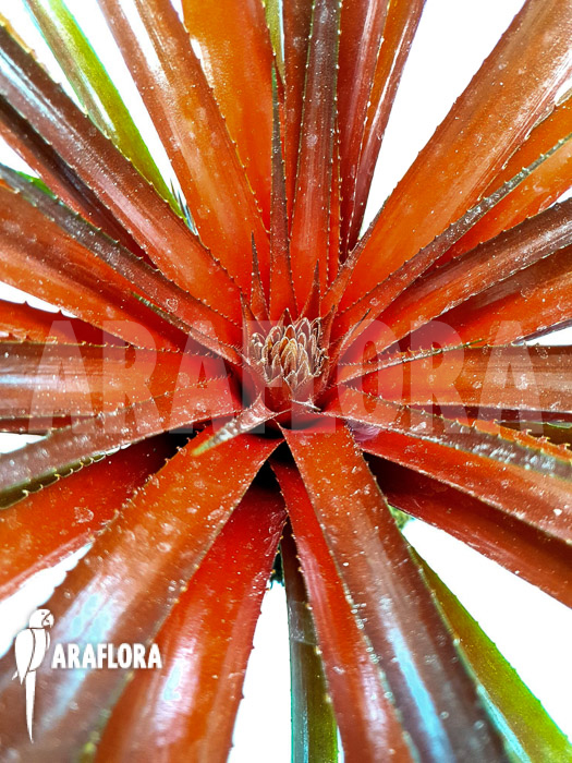 Sincorea burgundy hill