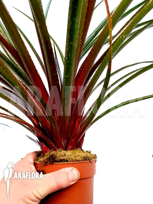 Sincorea burgundy hill