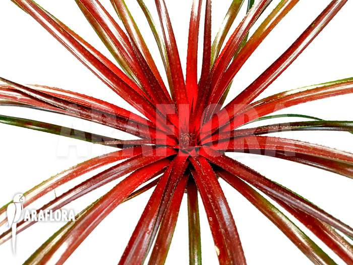 Sincorea burgundy hill