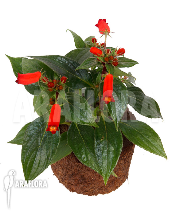 Sinningia sylvatica ‚Seemannia‘