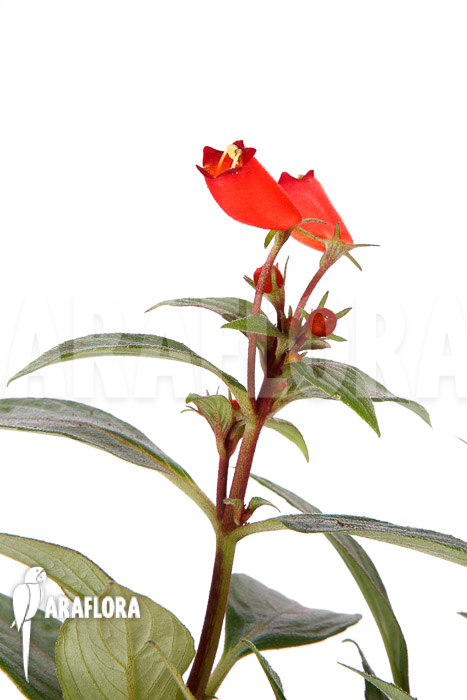 Sinningia sylvatica ‚Seemannia‘