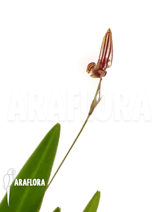 Specklinia brighamii