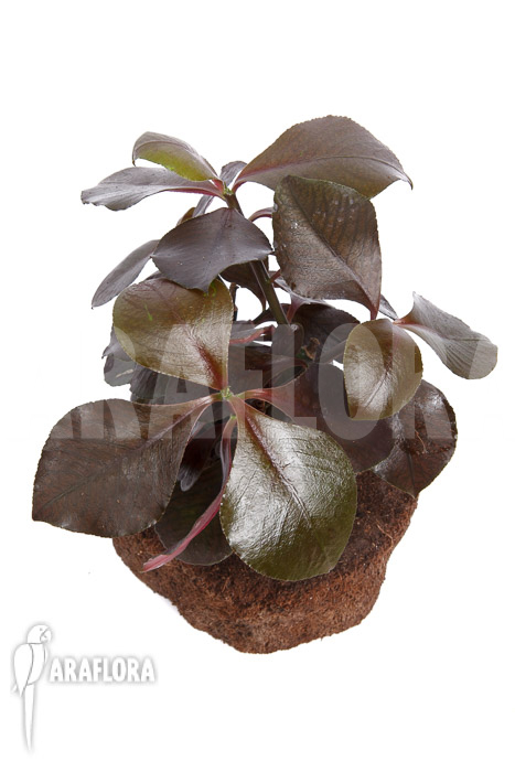 Synadenium grantii ‚rubra‘