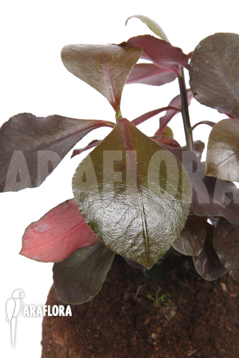 Synadenium grantii ‚rubra‘