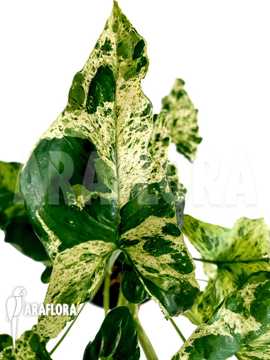 Syngonium ‚mottled mojito‘