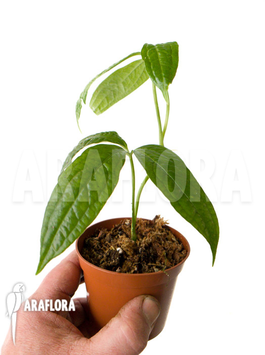 Syngonium sp ‚island Colon‘