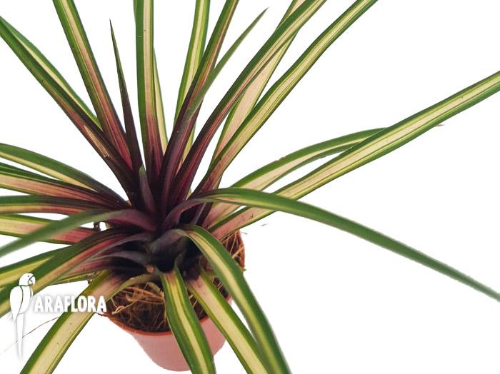 Tillandsia cyanea variagated