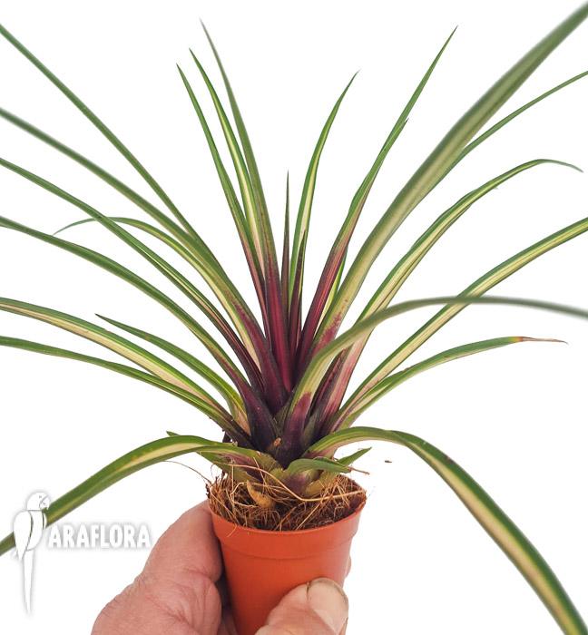 Tillandsia cyanea variagated