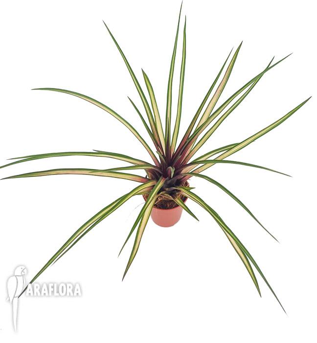 Tillandsia cyanea variagated1