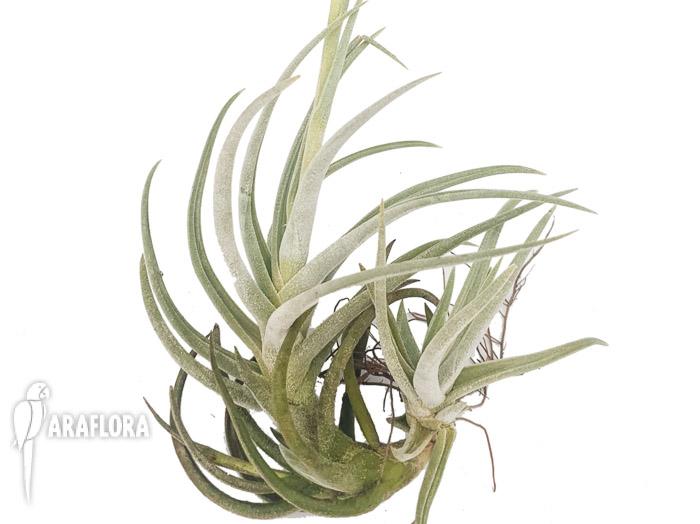 Tillandsia glabrior