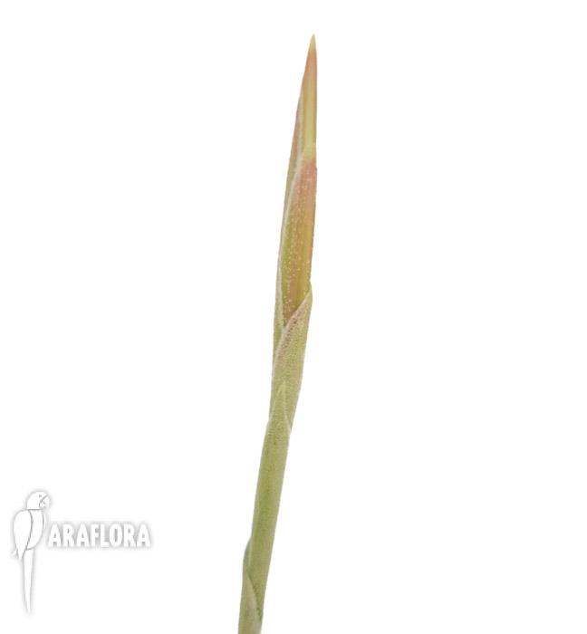 Tillandsia glabrior4