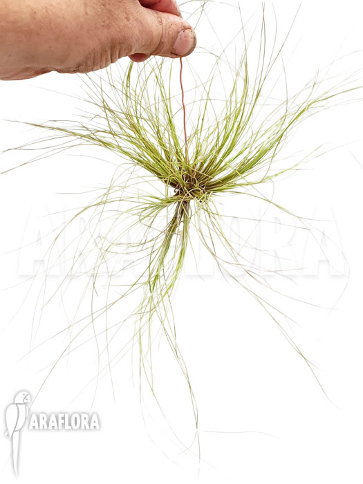 Tillandsia juncifolia