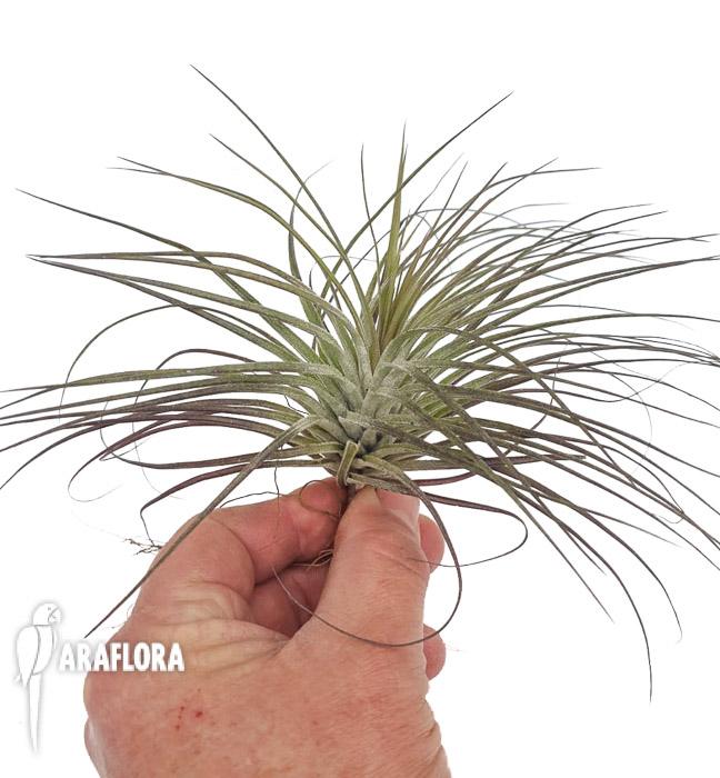 Tillandsia stricta ’silver‘ 2